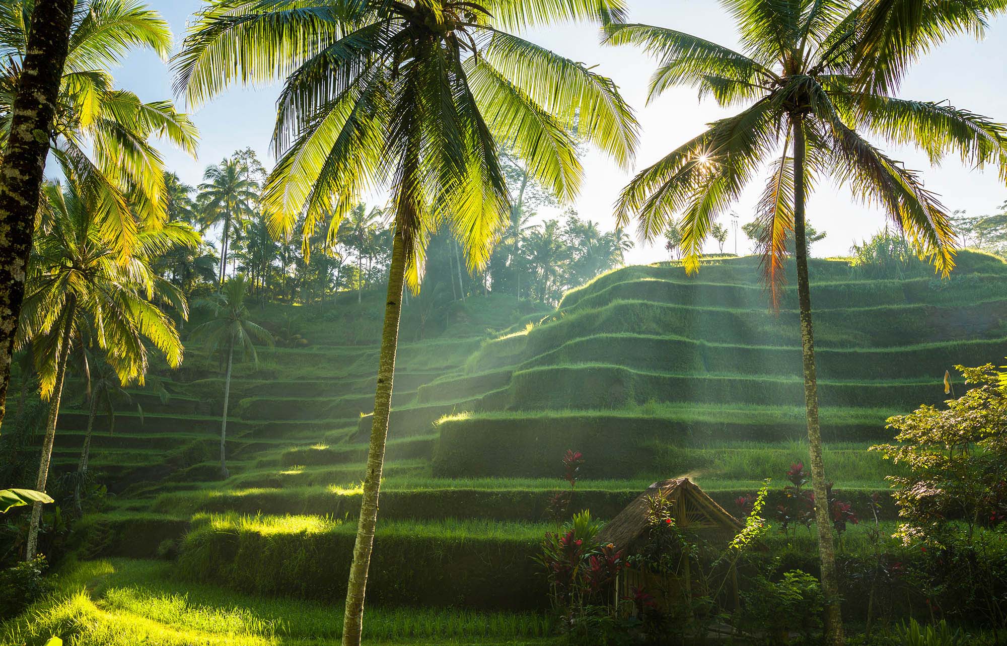 palm trees and rice fields